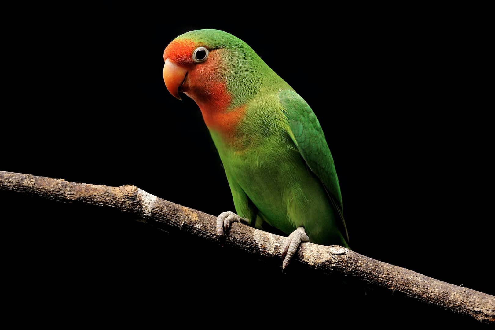 photo of an orange and green lovebird