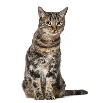 Striped mixed-breed cat sitting, isolated on white, (2 years old
