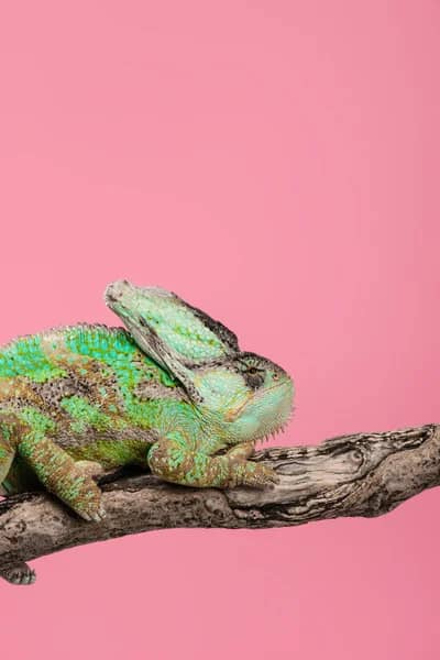 Beautiful Exotic Chameleon Sitting Tree Branch Isolated Pink Stock Photo, Image