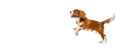 Portrait of beautiful cute dog, King Charles Spaniel isolated over white studio background. Concept 