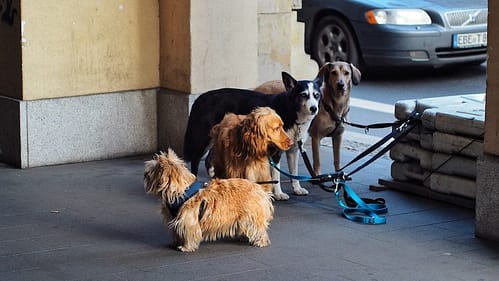 Norwich Terrier, Irish Setter, Siberian Husky and Labrador Retriever