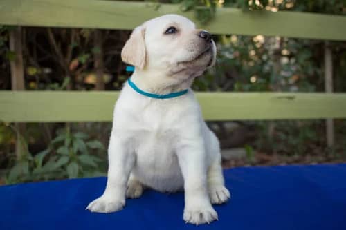 Close Picture Cute One Month Labrador Puppy Blue Table Stock Photo
