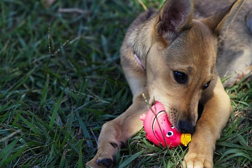 Close-Up Photo of a Dog on the Grass Biting a Pink Ball Toy