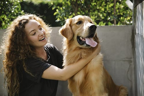 Positive adult lady in casual clothes petting fluffy Golden Retriever dog near stone fence and trees