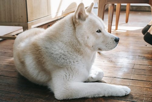 Side view of obedient fluffy cute Akita Inu sitting on parquet floor on sunny day at home