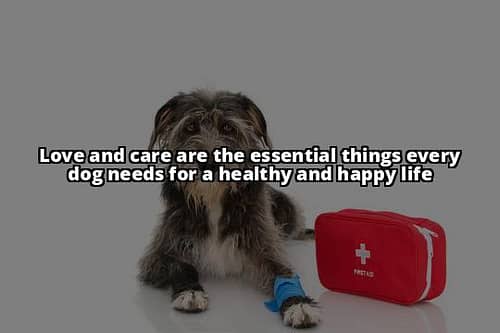 Top 10 Things Dogs Need for a Healthy & Happy Life