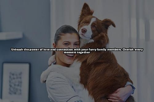 We Pets Harmony: Cultivating Strong Connections with Your Furry Family