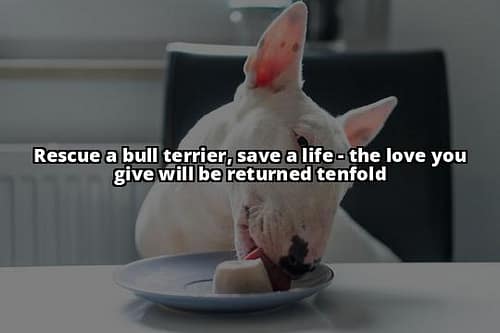 Save a Life: Rescuing English Bull Terriers Made Easy