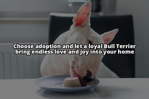 The Ultimate Guide to Adopting an English Bull Terrier