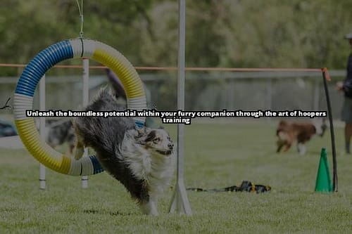 Unleash Your Dog's Potential with Hoopers Training