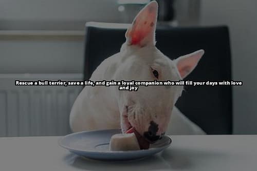 Save English Bull Terriers: Wales Rescue Organizations