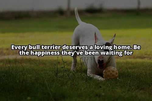 The Ultimate Bull Terrier Adoption Resource for the UK