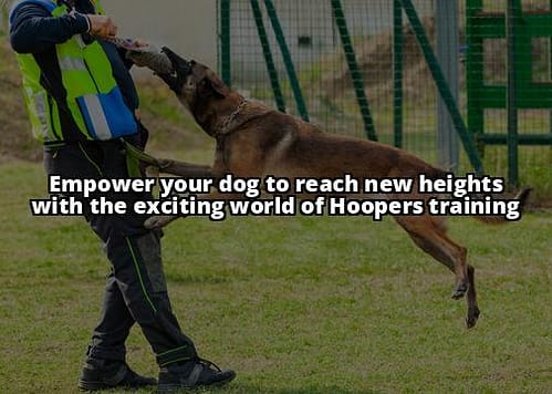 Unleash Your Dog's Potential with Hoopers Training