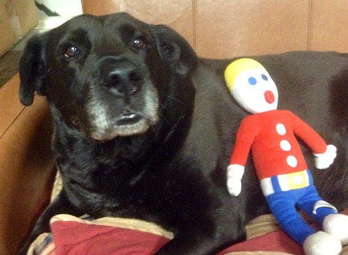 Coco Puff Black Lab Mascot of JeepersMedia with her Mr Bill plush toy! Pics by Mike Mozart of TheToy