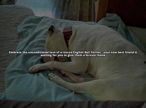 English Bull Terriers in Need: Adoption Guide & Care Tips