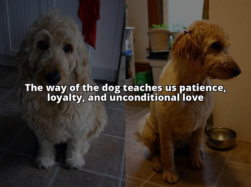 The Way of the Dog Demystified: Strengthening Your Canine Relationship