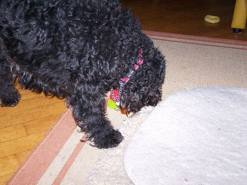 O what fun: a new chewing toy!