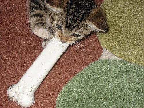 foster kitten - nemo chewing on a nylabone
