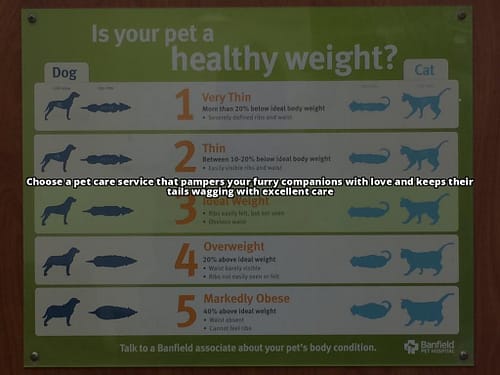 Top 10 Pet Care Services: How to Choose the Best for Your Beloved Pet