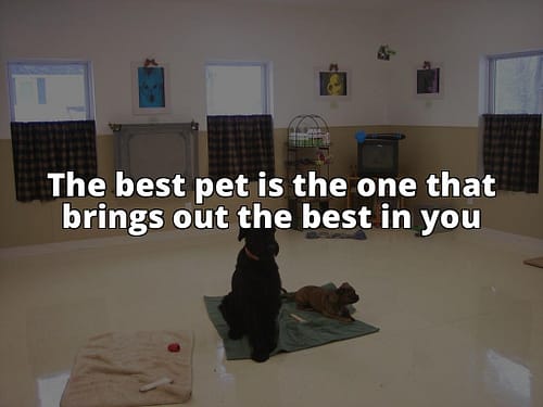 The Best Pet: Unveiling the Perfect Companion for Your Home