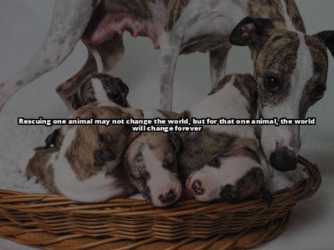 English Bull Terrier Puppies Rescue UK: All You Need to Know