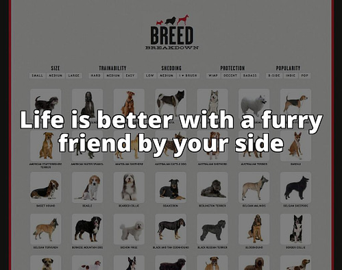 Discover the Top 10 Most Common Dog Breeds: Everything You Need to Know