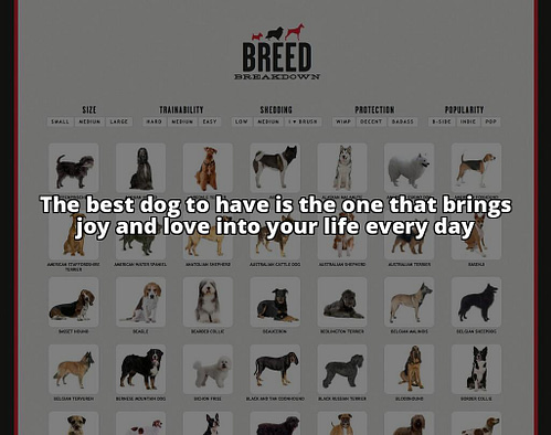 Choosing the Best Dog to Have: Your Ultimate Guide