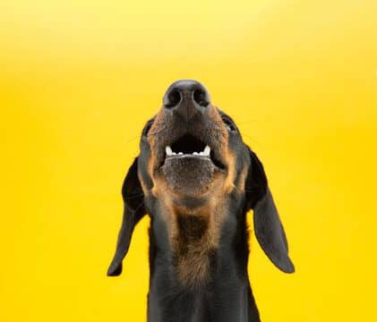 Close-up dog nose and mouth begging food. Isolated on yellow background