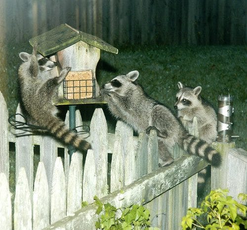 The party in my back yard at 2AM - Image 2