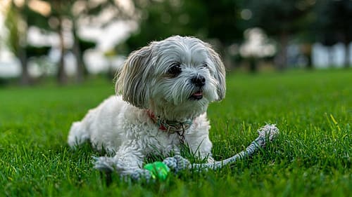 A Cute Dog on Green Grass