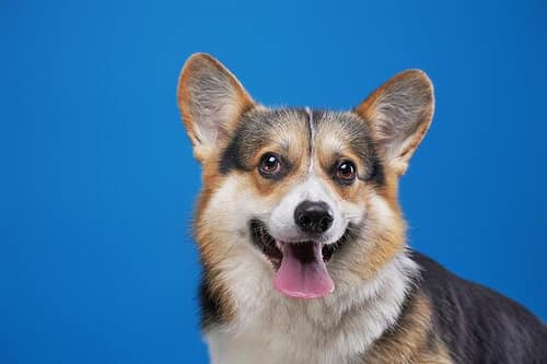 Cheerful purebred corgi dog isolated on blue background