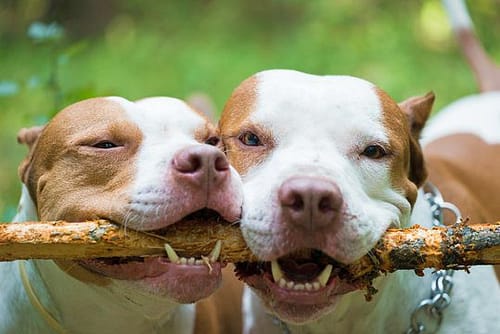 Close up of two gorgeous dogs holding wood stick in teeth. Beautiful white and red pit bulls playing