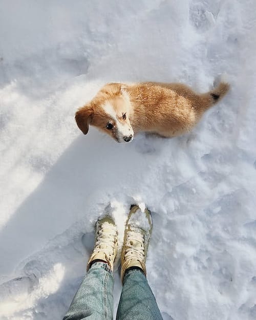 Dog on Snow 