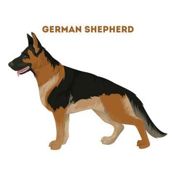German shepherd dog.