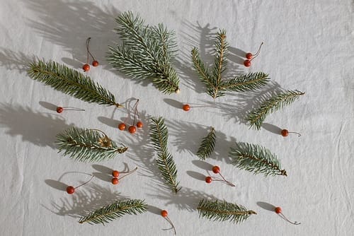 Top view of branches of spruce with green needles near red holly berries placed on white fabric