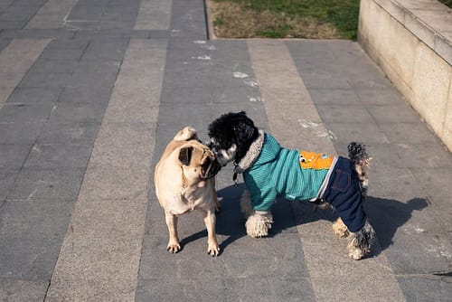 Two Dogs Starting A Friendship