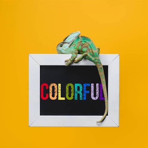 Beautiful Bright Exotic Chameleon Blackboard Colorful Sign Isolated Yellow  Stock Photo, Image