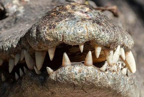 Close up Crocodile Teeth in The Mouth Isolated on Background