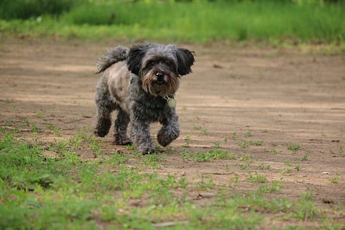 Cute little dog walking on grassy meadow