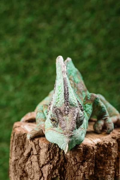 Funny Beautiful Bright Green Chameleon Sitting Stump  Stock Photo, Image