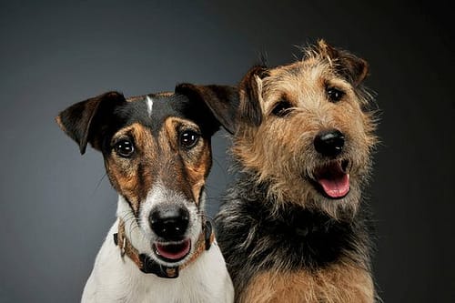 Portrait of an adorable Fox Terrier and a mixed breed dog looking curiously at the camera