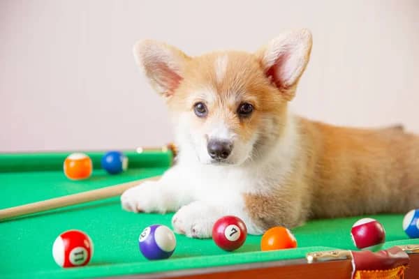 Corgi Puppy Table Playing Billiards Stock Photo, Image