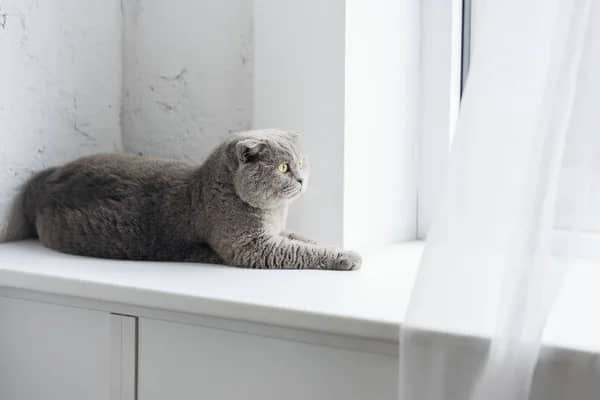 Adorable Scottish Fold Cat Lying Windowsill Home Looking Window Stock Photo, Image