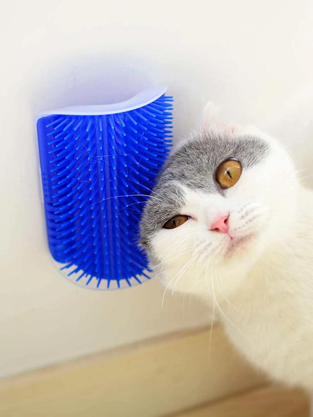 Wall mounted cat brush