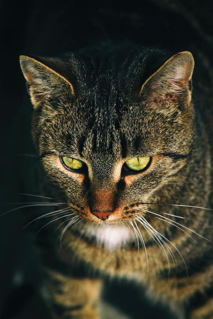 close-up photography of gray tabby cat