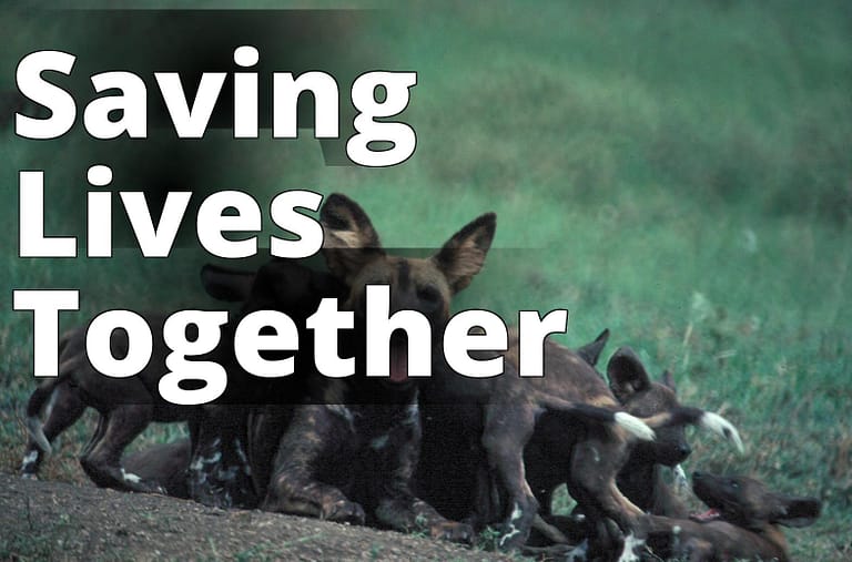 Female African wild dog lying in grass with pups - a group of dogs