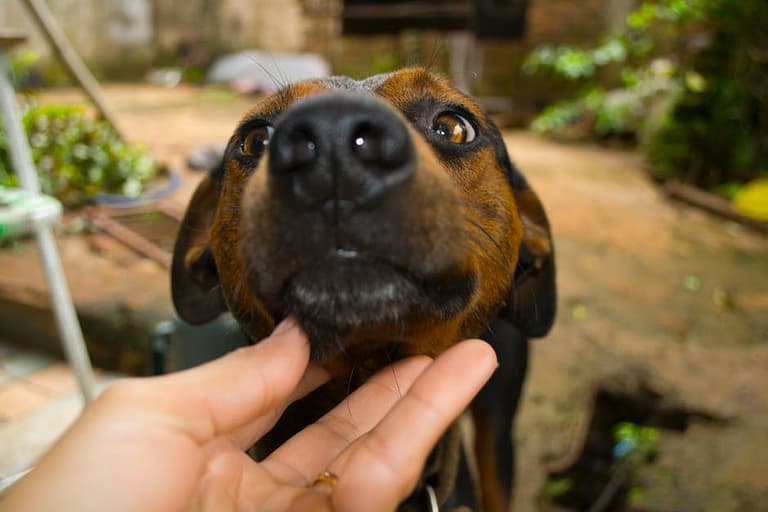 Short-coated Brown Dog Near Person Hand