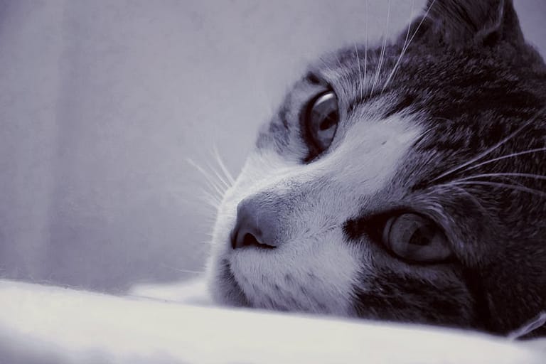 Macro Lens Photo of Cat