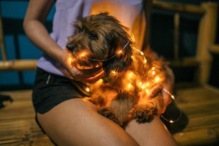 Person Holding Brown Dog Covered in String Lights