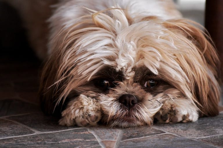 Closeup of cute fluffy sad purebred Chinese Imperial dog lying on marble floor and looking at camera